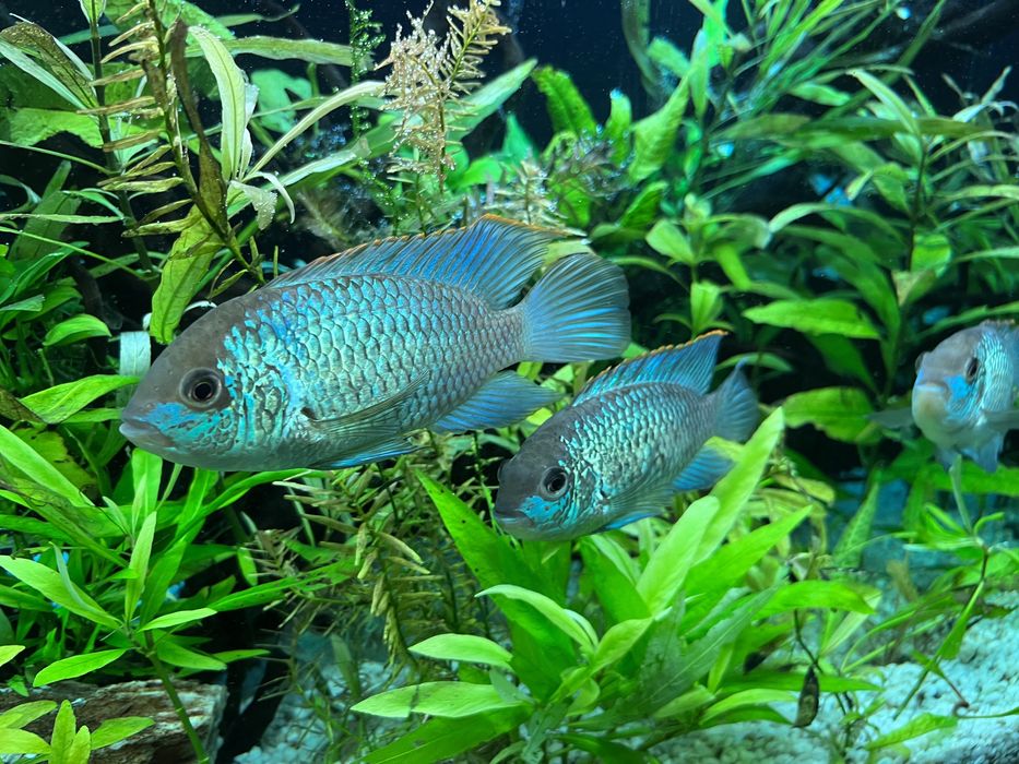 Ciclide Acara Electric