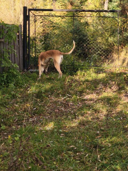 Vând cățea ogar ...