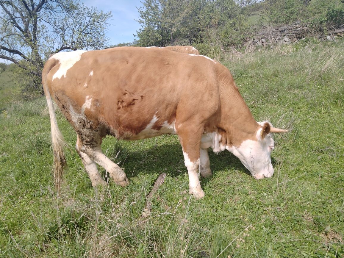 Vând vaca este de primul vițel junica