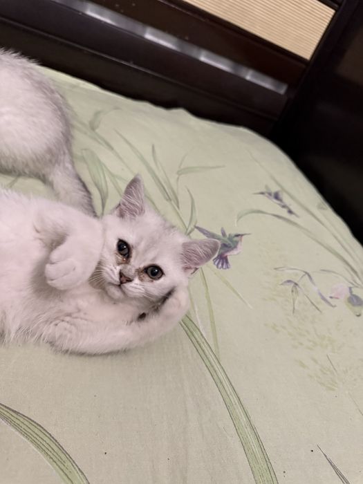 Шотландская серебристая шиншилла