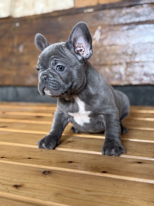 Bulldog francez Blue F