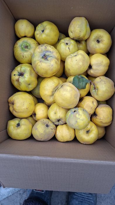 Продаёться Айва сочная ,вырощена без химикатов,полезно всего организма