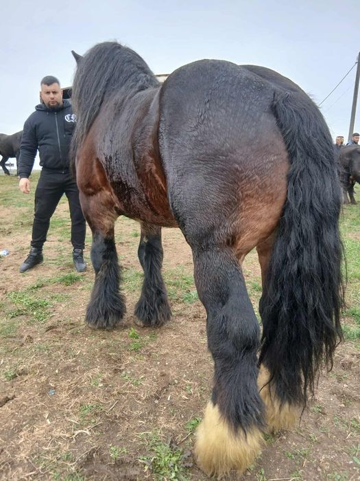 Armăsar 5 ani de vânzare sau monta