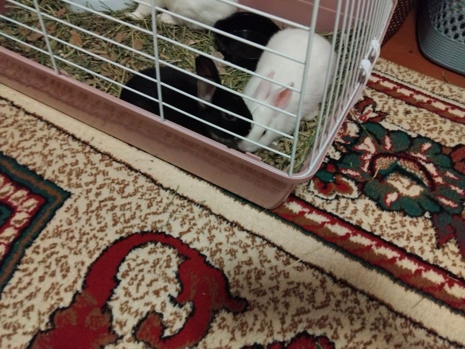 Karlik quyonlar uy ichida boqsa bo'ladi domda ham boqsa bo'ladigan