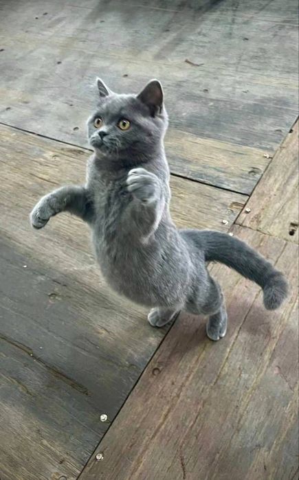 Britan mushuk sotiladi