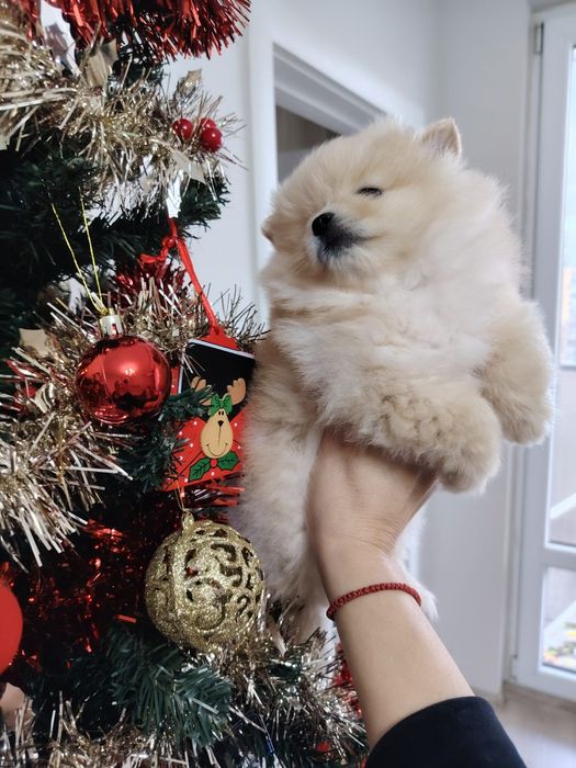 Померан момче  с първа ваксина