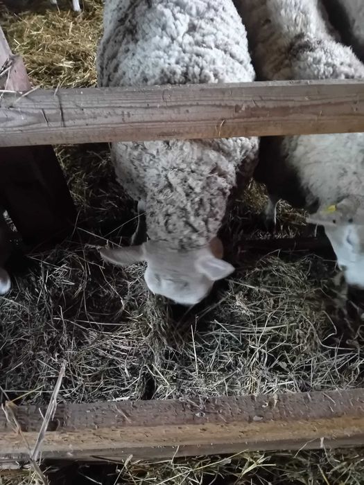 Vand berbec texel varsta 16 luni oaie gestanta mieluta