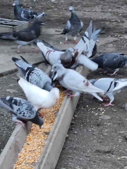 Porumbei voiajori si cocoși brahna