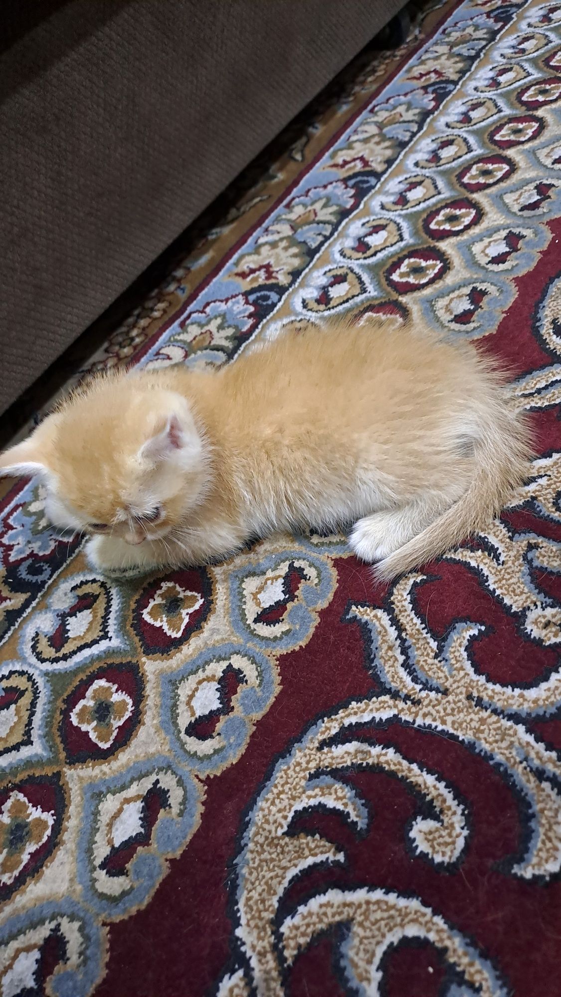 Котёнок, 5 недельная шиншилла