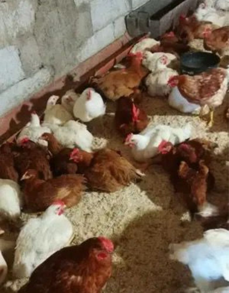 vand gaini pestrite si pui de curte bune pentru carne si oua