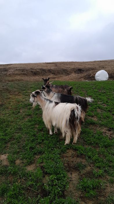 Disponibile 3 capre scimb pe oi