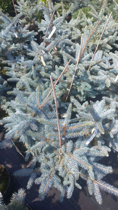 Plante ornamentale, trandafiri și pomi fructiferi – Prețuri accesibile