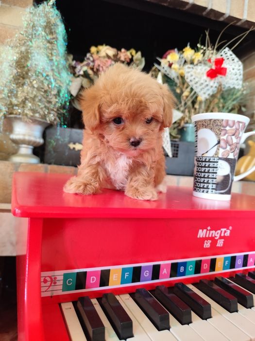 Maltipoo- pui adorabil și jucaus