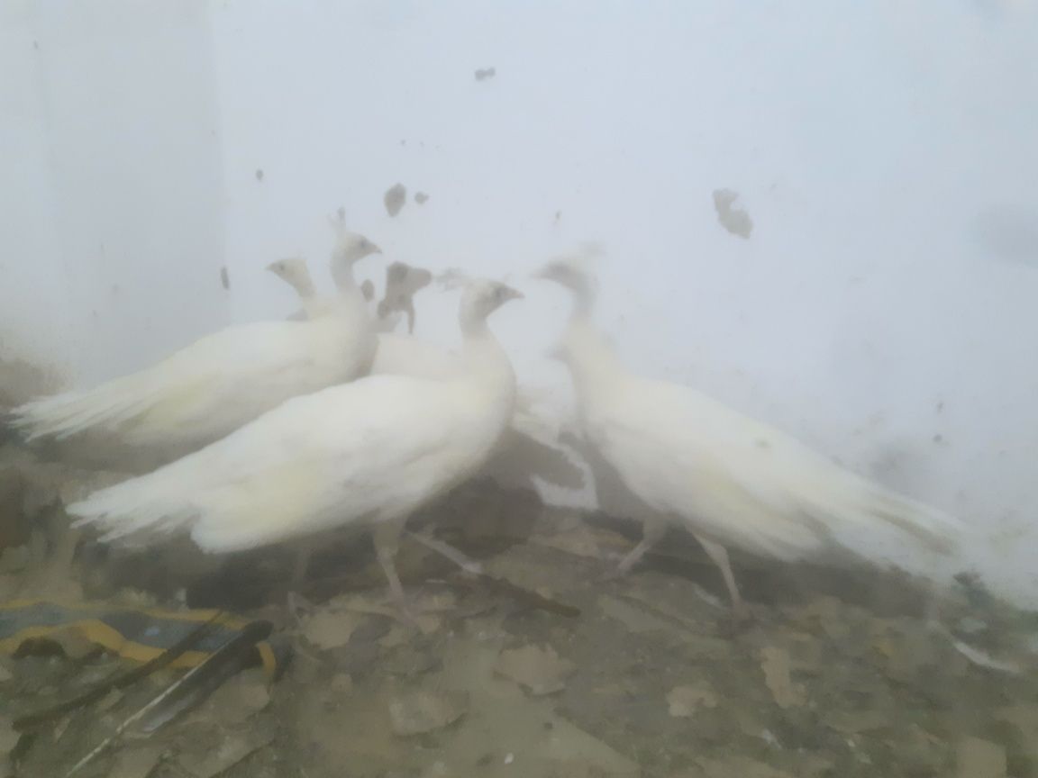 Белые и Индийские павлины ..