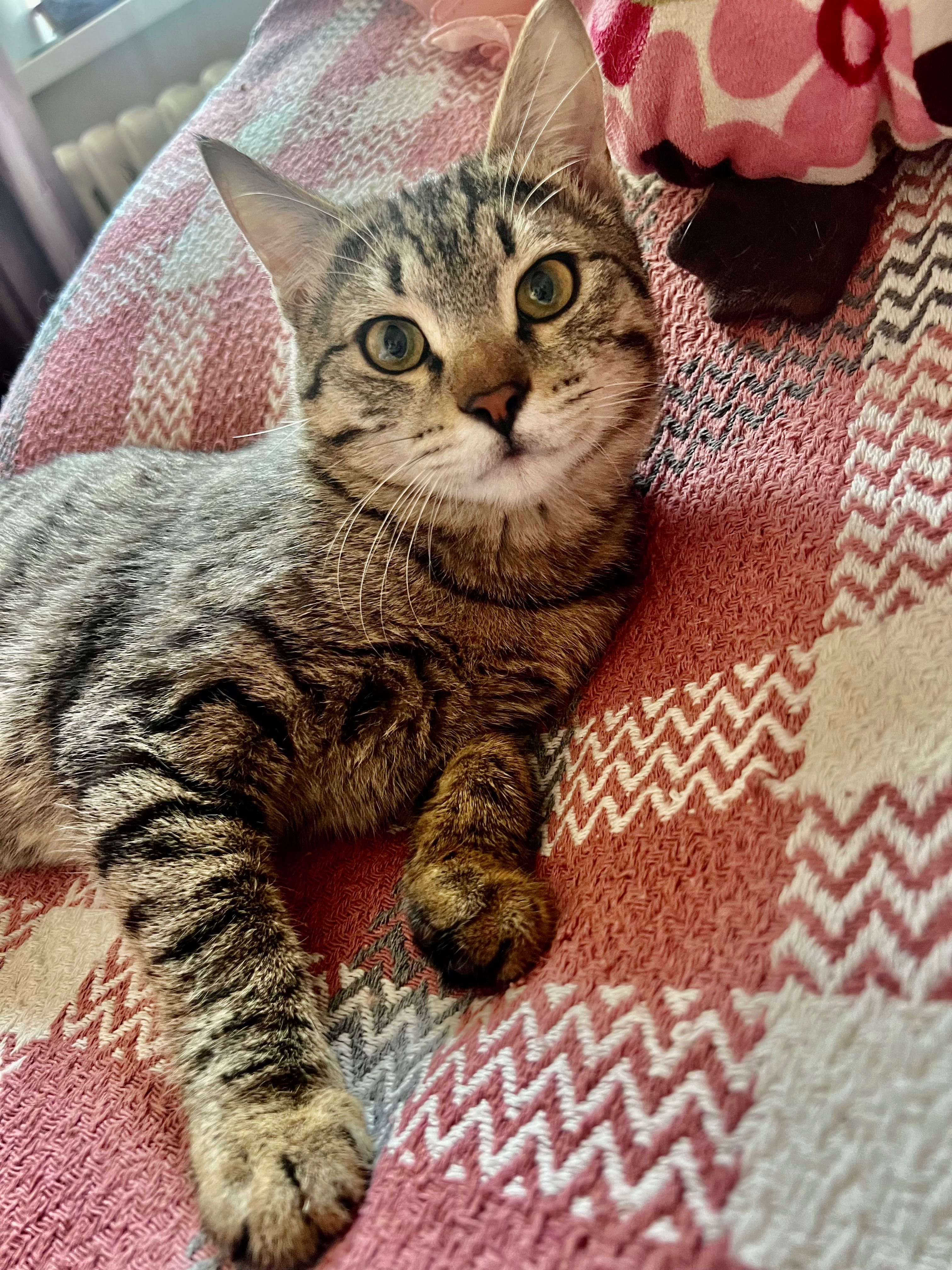 Котята ищут добрые руки.