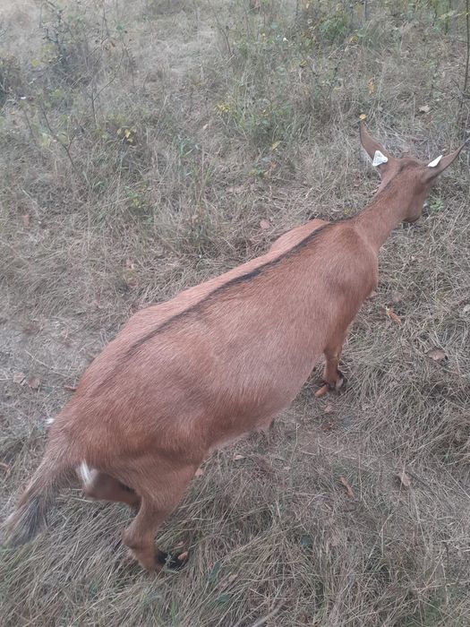 Vand o capra si o iada de rasa