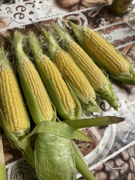 Vand porumb zaharat desert 78