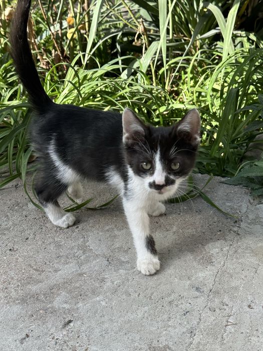 Котята рыжий и черно белый