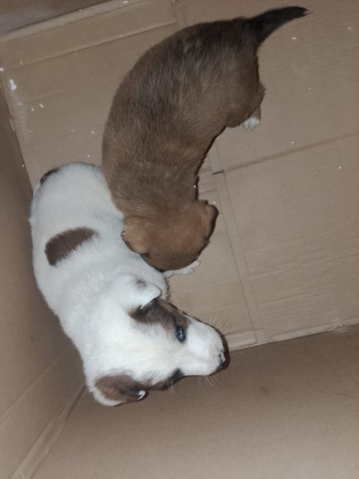 Еркек күшік сатылады