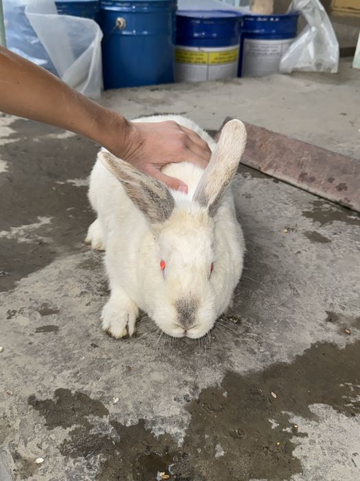 Quyon flamander 3 kgdan oshkan