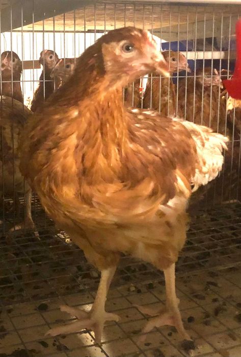 Avicola Balagri srl, Vinde puicuțe ouătoare Lohmann Classic