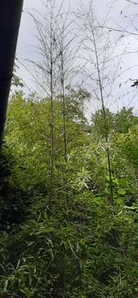 Bambus verde aclimatizat