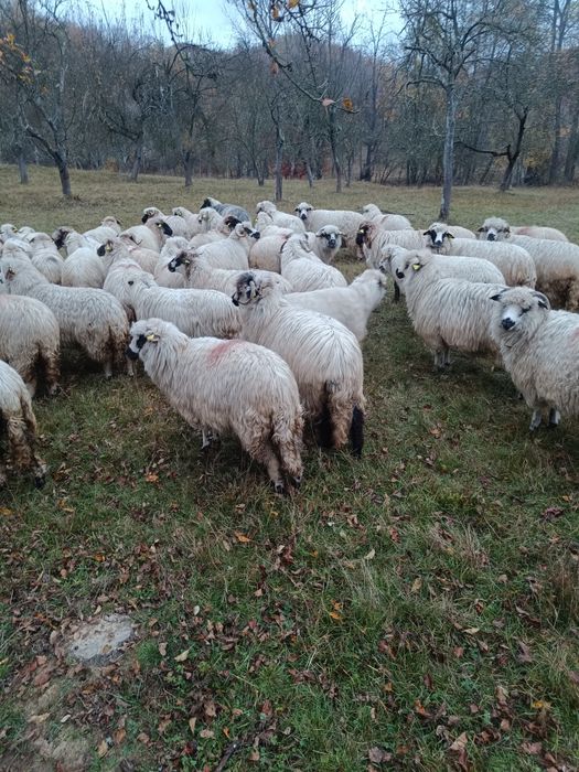 Vând oi rasa țurcană