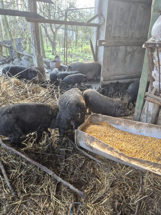 Виетнамски прасета