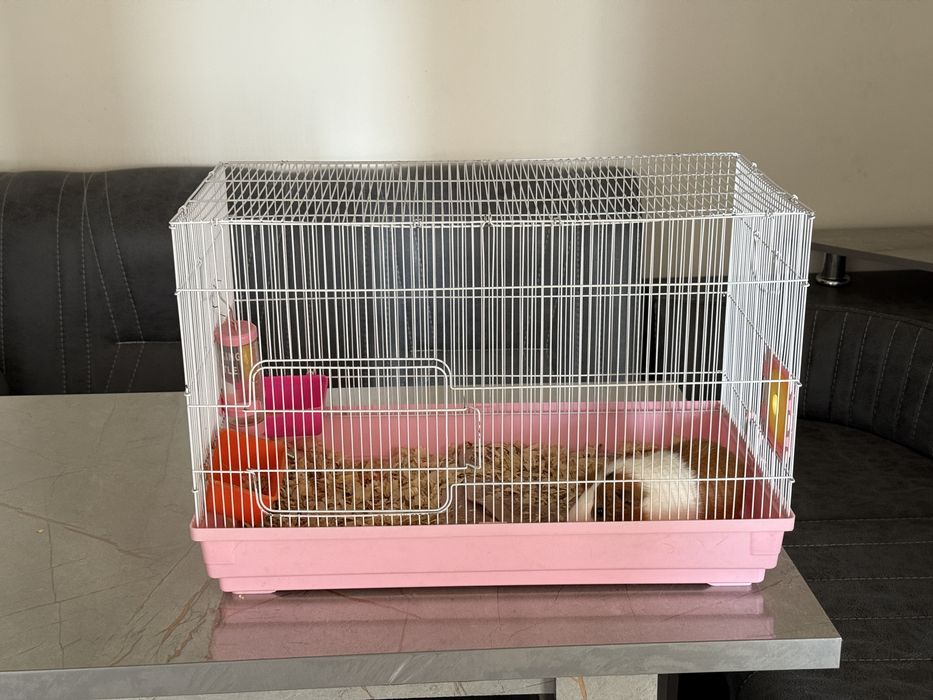 Morskix svinok, guinea pig, морских свинок