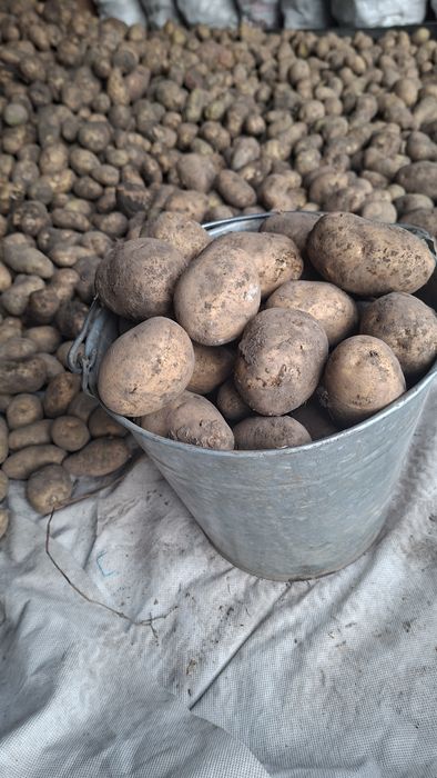 Продам картофель крупный, белый.