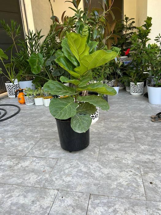 Садовник богбон хона гулларни экиб бериш хизмати