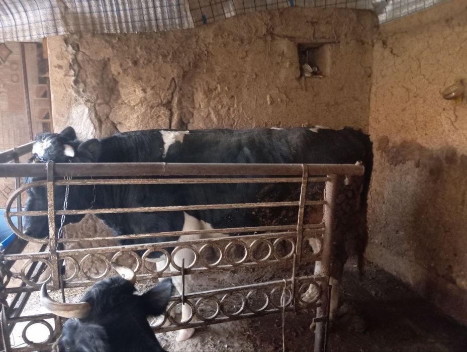 Buqa sotiladi yoshi 1,6 oyli