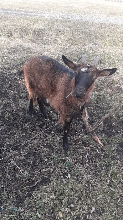 Vând capră tânără alpin franceză pentru tăiat 650 lei