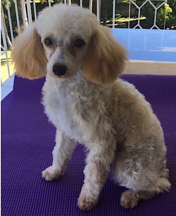 Продам девочку пудель очень умная