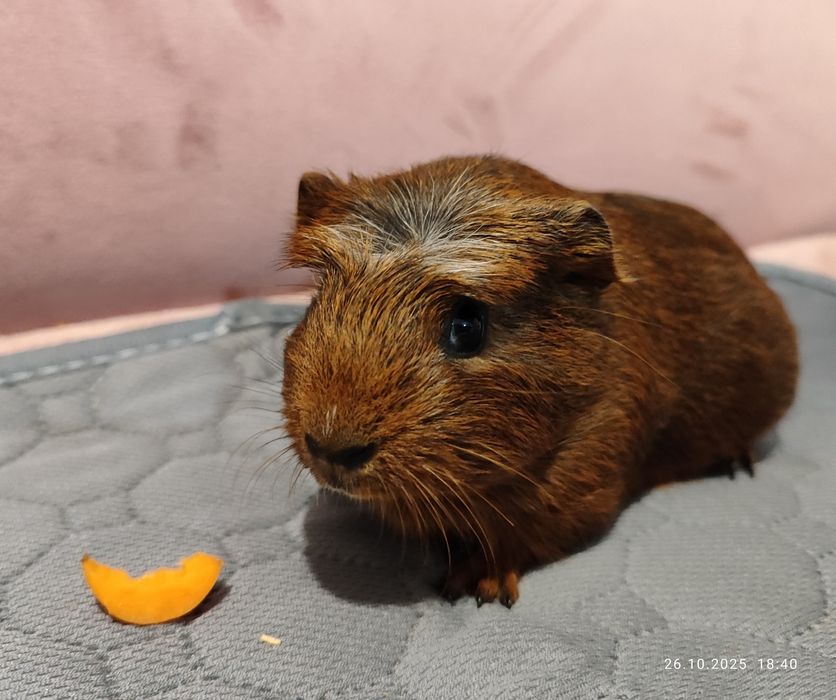 Морско свинче ,мъжко на шест месеца
