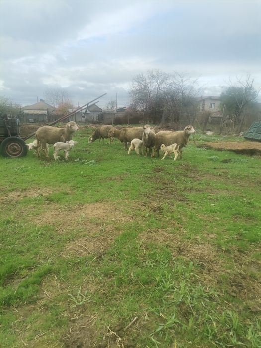 Vând 6 oi cu mei lângă ele