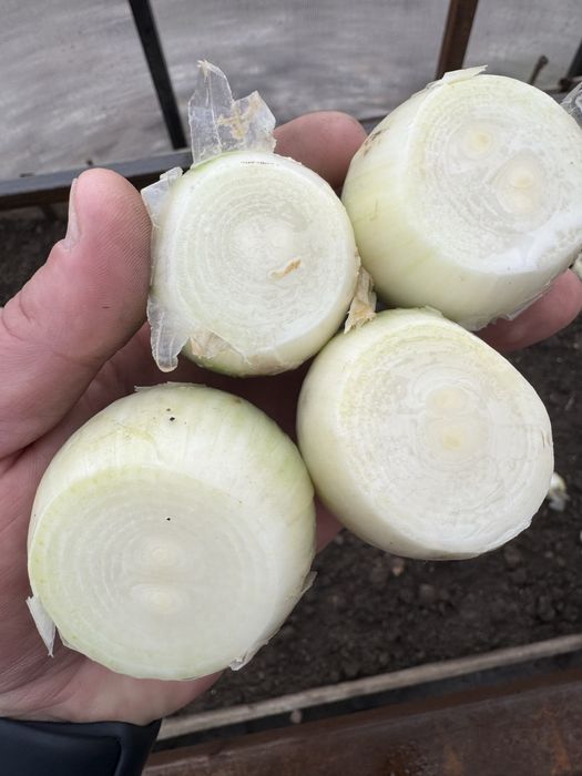 Стардаст. Альба. Блэкстон. Белый лук на зелень