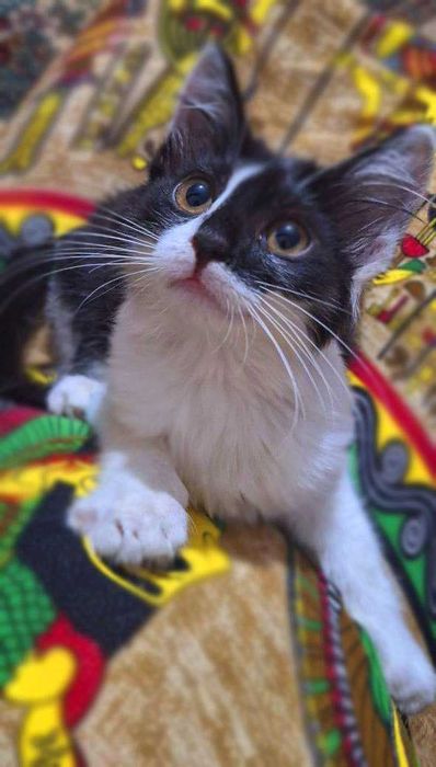 Lady Charm, ласковая, обработана, лоток+.