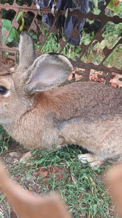 Vând iepure crescut natural