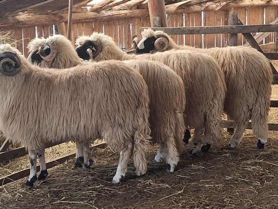 Berbeci miori și noatini