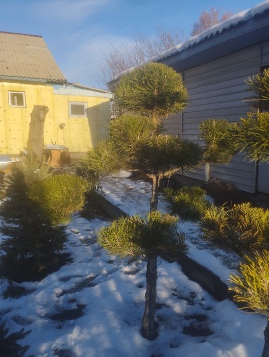 Бонсай и разные растения