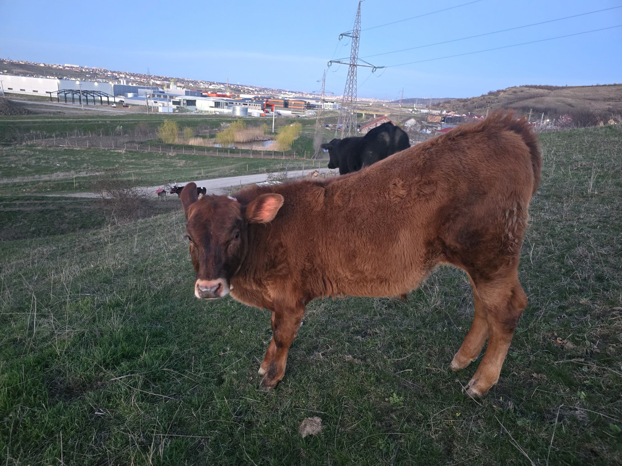 Bovine vaci de lapte/carne