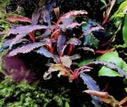 Bucephalandra – Plantă de acvariu rezistentă și decorativă!