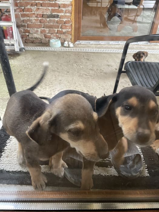 Подарявам малки ловни кученца