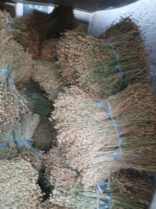 Продаётся исирик