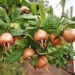 Pomi Fructiferi Deosebiți (Mosmon )