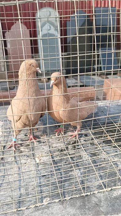 Голуби желтые бакинцы.