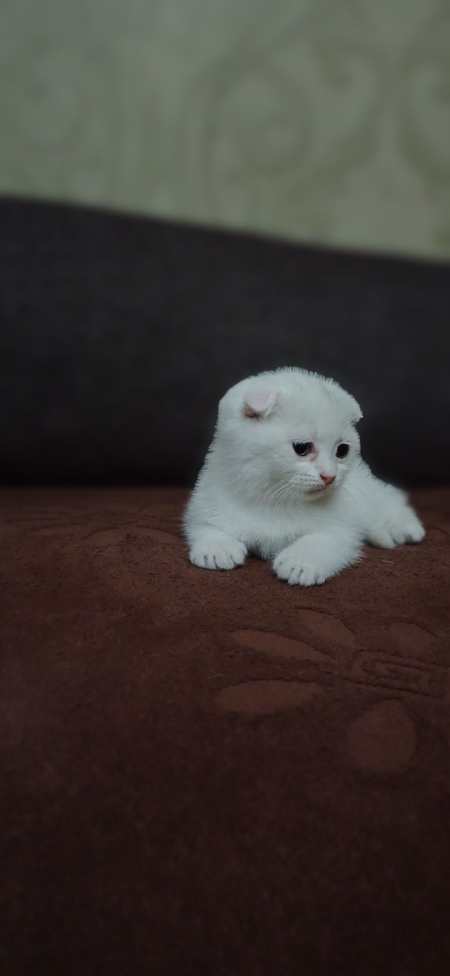 Продаётся кошка и котята