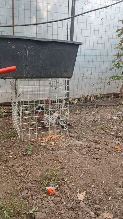 Vând porumbei diferite rase