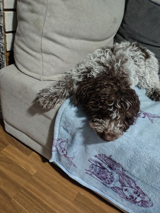 Лагото романиоло 4месеца всики ваксини,обезпаразитен